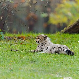 20111101 1602 [NIKON D3] 400 mm,1 125 Sek. bei ƒ   4,0