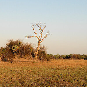 Busanga Plains im Kafue Nationalpark
2649