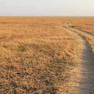 Endlose Grasflächen in den Busanga Plains
im Norden des Kafue Nationalparks
2657