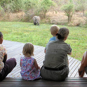 Besuch im Nkwali Camp.
Ein Elefant ist im Tümpel am Camp Restaurant und
wird von den Gästen beobachtet.
3033