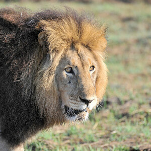Der Sohn von Big John
Der König der Busanga Plains
4262