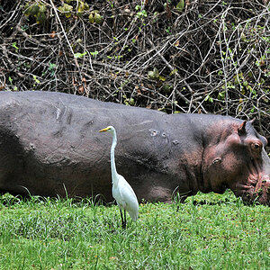Nilpferd und Silberreiher im Nkwali Camp
7349