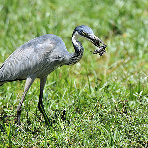 Schwarzhalsreiher (Black-headed heron)
im Nkwali Camp, South Luangwa
8517