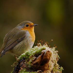 DSC 9738 hf