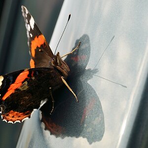 comp DSC 6398