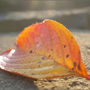Blatt 1