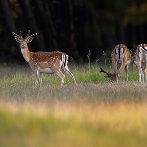 Damwild7623
