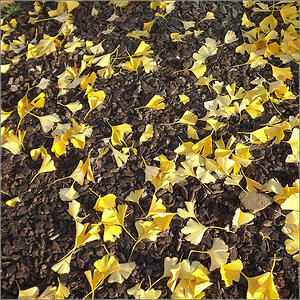 Gingko