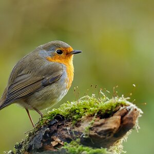 Robin