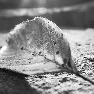 Blatt 1 sw