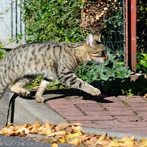 katze1