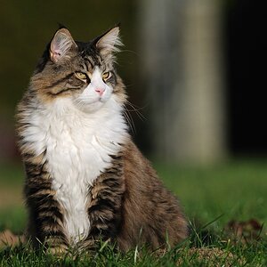 katze2