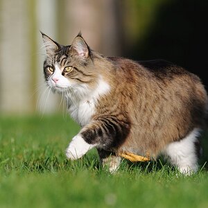 katze3