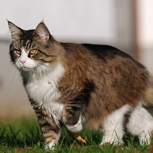 katze4