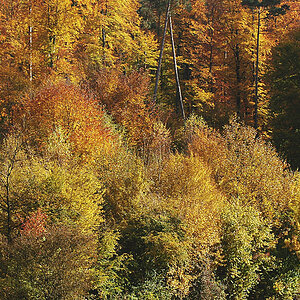 DSC 9261 Herbst Nö 1024