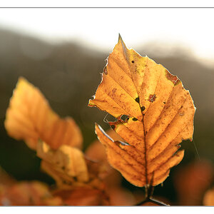 Blatt im Gegenlicht 2