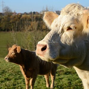 Mutterkuh mit Kalb