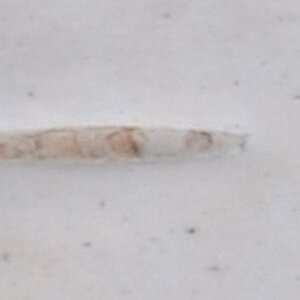 Was ist das.20111110a