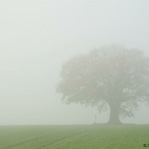 Nebel
(Alte Eiche)