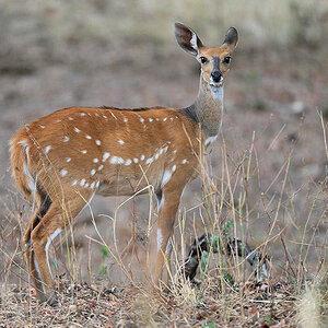 Buschbock (Weibchen)
nähe Nkwali Camp, South Luangwa
6261