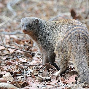 Zebramanguste,
beim Nkwali Camp, South Luangwa
7428