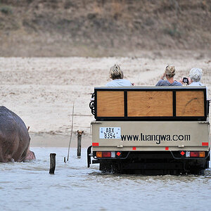 Fahrt durch den Luangwa River
das Nilpferd ist not amused
6285