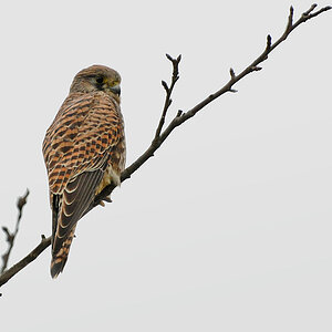 DSC 6471 Falke 11 11 11