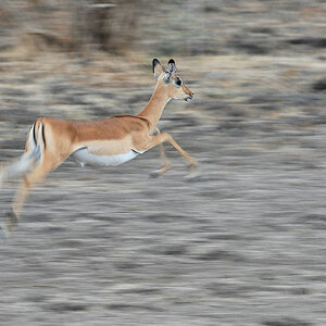 Impala im Sprung
6374