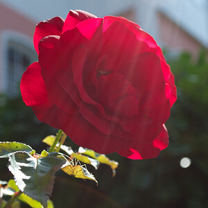 urban rose