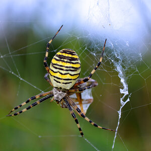 Tiger spider