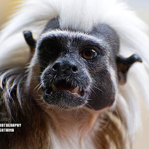 Zoon   Bad Hair Day