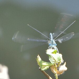 DSC 0045 crop