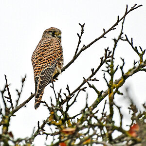 DSC 6471 Falke 11 11 11 o
