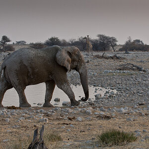 namibia 61