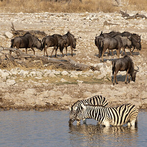 namibia 62