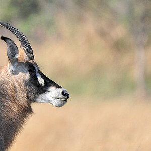Pferdeantilope (Roan)
Busanga Plains, Kafue
6537