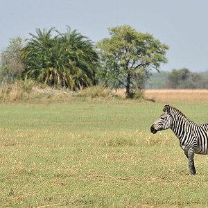 Zebra,
Busanga Plains, Kafue
4354