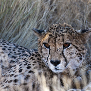 namibia 83