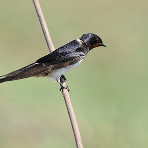 Schwalbe
Busanga Plains, Kafue
6577