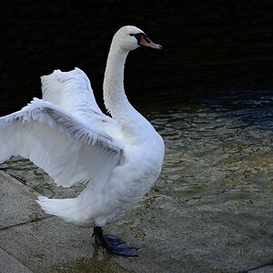 Der Schwan als Adler