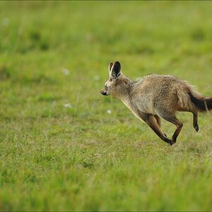 acomp Kenia 20111015 09308