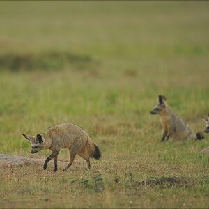 acomp Kenia 20111014 06688
