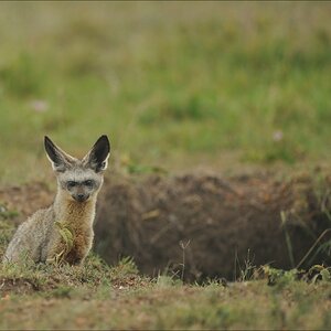 acomp Kenia 20111014 06646