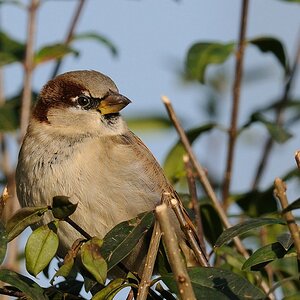 spatz19