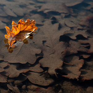 Gefallenes Blatt 2
