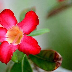 Rhododendron scale