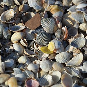 Muscheln