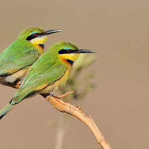 Zwerspint (Little Bee-Eater)
am Luangwa -River
South Luangwa
7585