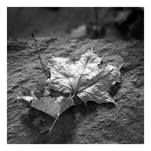 Herbstblatt ohne Farbe