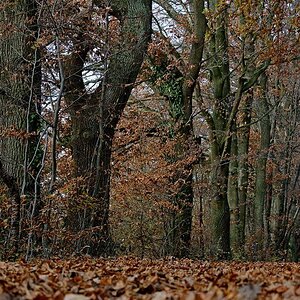 Ende November